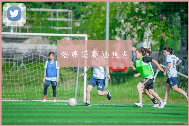 哈弗茨赛场焦点